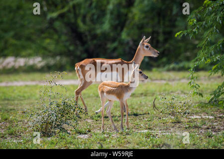 Blackbuck et faon affection dans belle pelouse à l'extérieur avec un arrière-plan panoramique et skyline de tal chappar sanctuaire, Rajasthan, Inde Banque D'Images