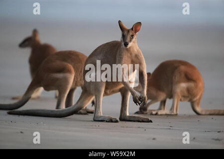 Sur Kangaroo beach, Mackay, le nord du Queensland, Australie Banque D'Images