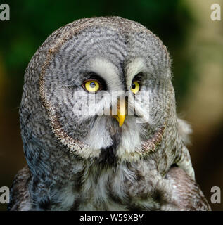 La chouette lapone est un très grand hibou, décrite comme la plus grande espèce de par longueur. Banque D'Images