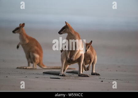 Sur Kangaroo beach, Mackay, le nord du Queensland, Australie Banque D'Images