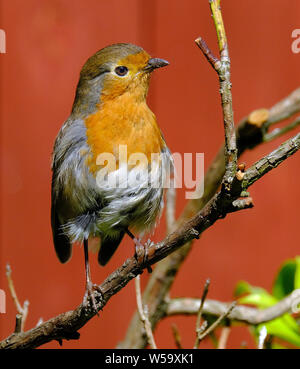 Robin à chercher de la nourriture en milieu urbain jardin de la maison. Banque D'Images