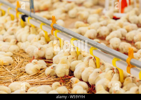 À l'intérieur de la ferme de poulet, poulet, nourrir les poulets de ferme pour la culture Banque D'Images