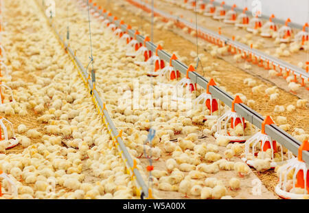 À l'intérieur de la ferme de poulet, poulet, nourrir les poulets de ferme pour la culture Banque D'Images