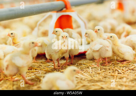 À l'intérieur de la ferme de poulet, poulet, nourrir les poulets de ferme pour la culture Banque D'Images