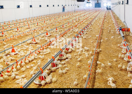 À l'intérieur de la ferme de poulet, poulet, nourrir les poulets de ferme pour la culture Banque D'Images