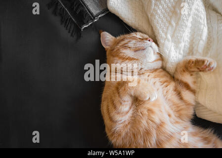 Le gingembre cat dormir sur un canapé noir confortable. Accueil agrément avec cat, plaid doux. Accueil chaleureux et hygge concept, l'espace de copie. Banque D'Images