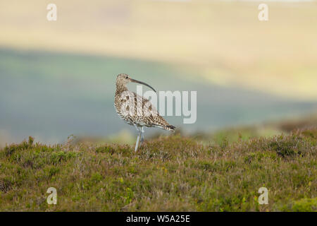 Nom scientifique : Curlew (Numenius arquata) courlis adultes, un oiseau de montagne. Face à l'habitat naturel d'un tétras misty moor dans le Yorkshire, en Angleterre. Banque D'Images