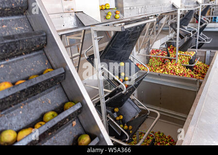 De nombreuses pommes mûres tombent dans un conteneur destiné à presser le jus de pomme Banque D'Images