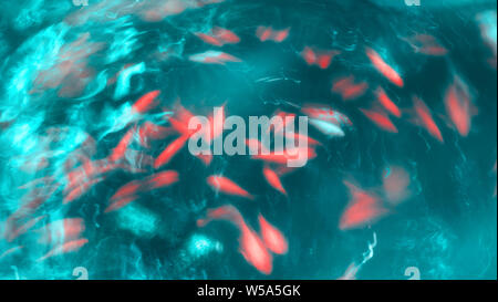 Nage du poisson orange contre l'Aigue-marine abstract background Banque D'Images