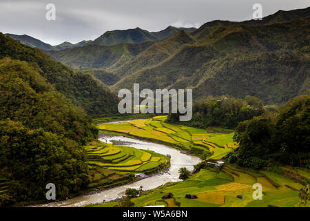 Terrasses de riz près de Batad, les montagnes de la Cordillère, Luzon, Philippines Banque D'Images