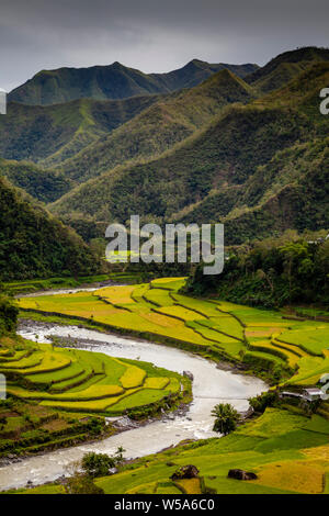 Terrasses de riz près de Batad, les montagnes de la Cordillère, Luzon, Philippines Banque D'Images