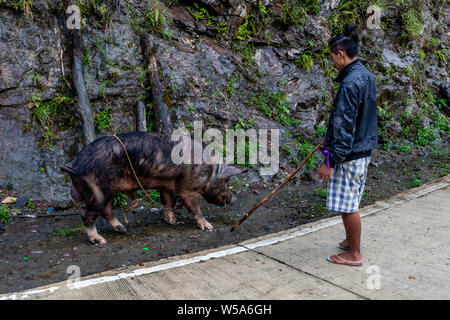 Un homme avec un bâton à marcher avec son cochon, Banaue, Luzon, Philippines Banque D'Images