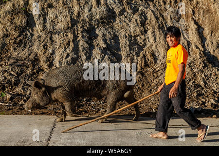 Un homme avec un bâton à marcher avec son cochon, Banaue, Luzon, Philippines Banque D'Images