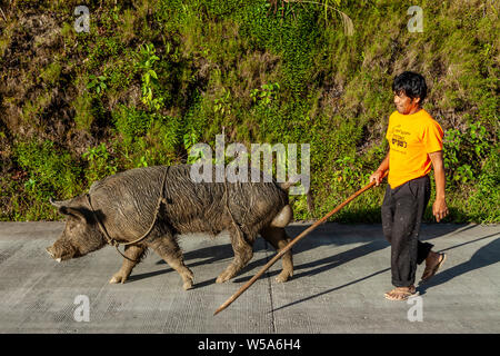 Un homme avec un bâton à marcher avec son cochon, Banaue, Luzon, Philippines Banque D'Images