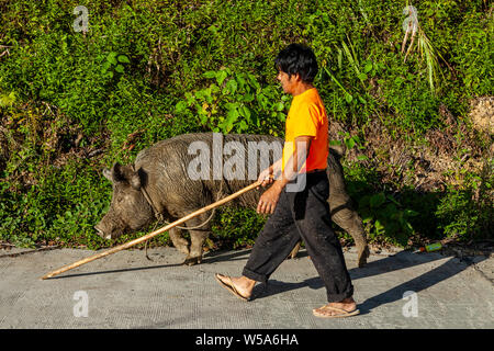 Un homme avec un bâton à marcher avec son cochon, Banaue, Luzon, Philippines Banque D'Images