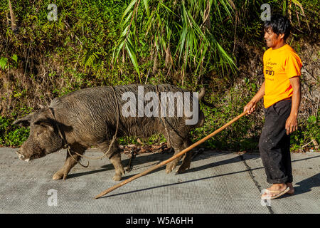 Un homme avec un bâton à marcher avec son cochon, Banaue, Luzon, Philippines Banque D'Images