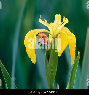 Iris jaune, Iris pseudacorus. Loch Gruinart, Isle of Islay, Argyll, Scotland Banque D'Images