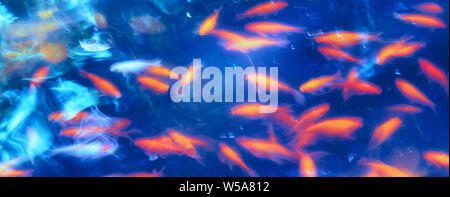 Poissons nageant contre orange blue abstract background Banque D'Images