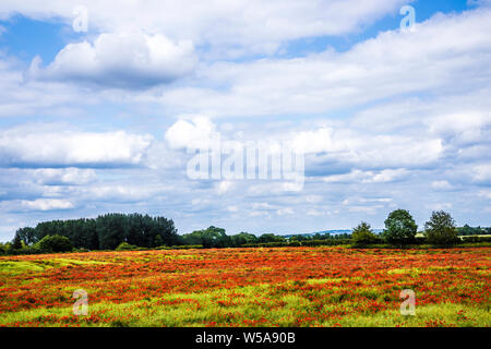 Un champ de coquelicot rouge (Papaver rhoeas) à l'été campagne dans l'Oxfordshire. Banque D'Images