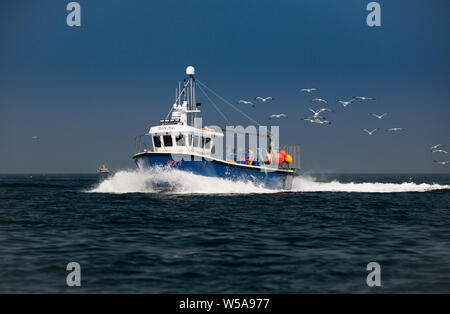 Le bateau de pêche Marie peut retourner à son port d'attache de Largs au large de la côte nord-est de l'Angleterre menée par les goélands Banque D'Images