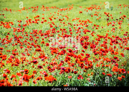 Un patch de rouge coquelicot (Papaver rhoeas) dans un champ dans la campagne d'été dans l'Oxfordshire. Banque D'Images