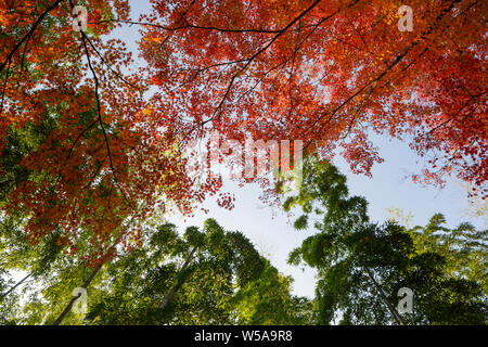 Automne couleur dans Jojakko-ji dans de Arashiyama, Kyoto, Japon. Banque D'Images