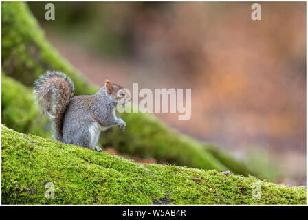 Squirell gris sur un arbre à mousse Banque D'Images