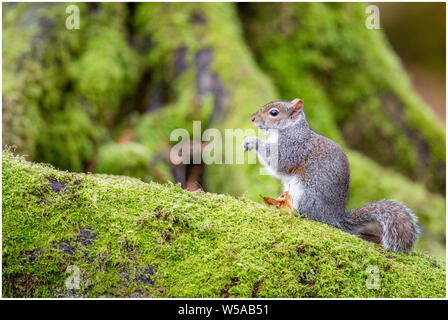 Squirell gris sur un arbre à mousse Banque D'Images