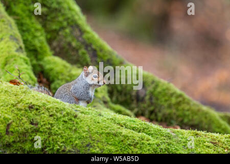 Squirell gris sur un arbre à mousse Banque D'Images