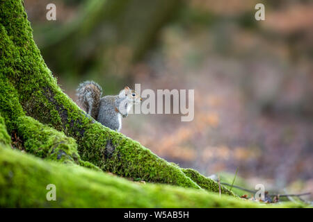 Squirell gris sur un arbre à mousse Banque D'Images