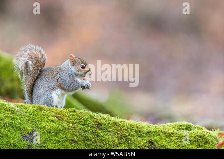 Squirell gris sur un arbre à mousse Banque D'Images