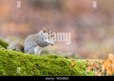 Squirell gris sur un arbre à mousse Banque D'Images