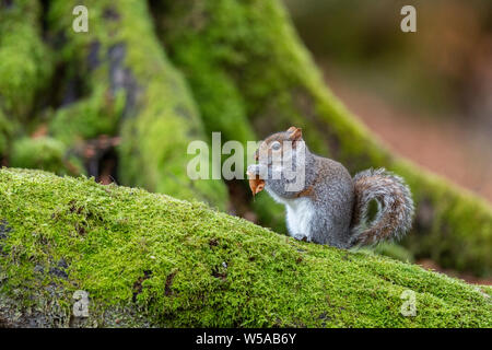 Squirell gris sur un arbre à mousse Banque D'Images