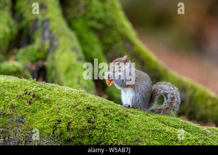 Squirell gris sur un arbre à mousse Banque D'Images