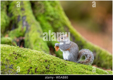 Squirell gris sur un arbre à mousse Banque D'Images
