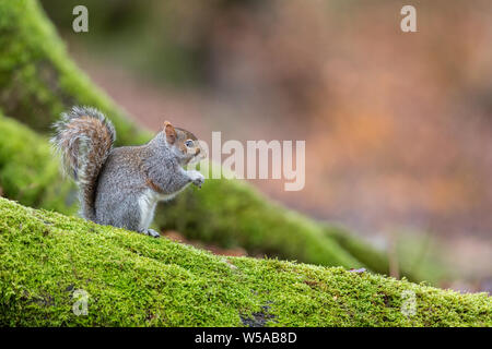 Squirell gris sur un arbre à mousse Banque D'Images