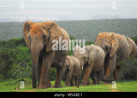 Close up d'un merveilleux groupe d'Éléphants de tous âges qui voyagent à travers la brousse dans une ligne. Photographié lors d'un safari en Afrique du Sud. Banque D'Images