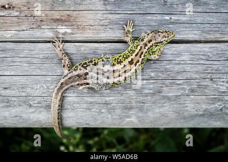 La Bucovine, Roumanie. Un homme lézard sable (Lacerta agilis) projetant sa peau Banque D'Images