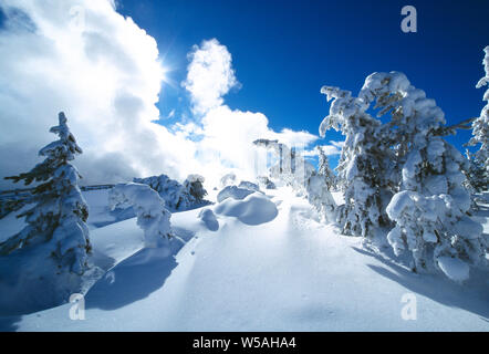 USA. Le Wyoming. Le Parc National de Yellowstone. Plus de soleil paysage d'hiver. Banque D'Images