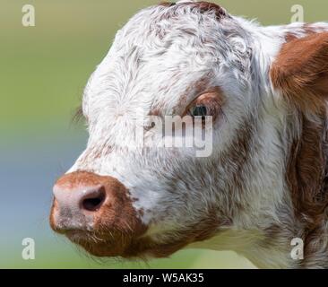 Une photo d'une vache Longhorn Banque D'Images