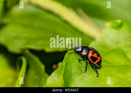 L'Asclépiade incarnate (Labidomera clivicollis Leaf Beetle) Banque D'Images