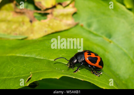 L'Asclépiade incarnate (Labidomera clivicollis Leaf Beetle) Banque D'Images