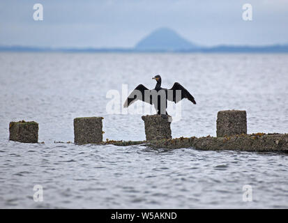 La plage de Portobello, Édimbourg, Écosse, Royaume-Uni. 27 juillet, 2019. Shag, d'oiseaux (Phalacrocorax aristotelis) avec ailes déployées juste après les fortes pluies de la nuit. La structure de Shag et Cormorant et plumes diminue la flottabilité et l'anhinga facilite ainsi la poursuite sous l'eau des poissons. D'où leur plumage n'est pas hydrofuge, mais mouillable.' 'il a été suggéré que la fonction de la propagation dans ces postures de droite les oiseaux est de sécher les ailes après humidification. Credit : Arch White/Alamy Live News Banque D'Images