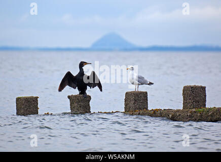 La plage de Portobello, Édimbourg, Écosse, Royaume-Uni. 27 juillet, 2019. Shag, d'oiseaux (Phalacrocorax aristotelis) avec ailes déployées juste après les fortes pluies de la nuit. La structure de Shag et Cormorant et plumes diminue la flottabilité et l'anhinga facilite ainsi la poursuite sous l'eau des poissons. D'où leur plumage n'est pas hydrofuge, mais mouillable.' 'il a été suggéré que la fonction de la propagation dans ces postures de droite les oiseaux est de sécher les ailes après humidification. Credit : Arch White/Alamy Live News Banque D'Images