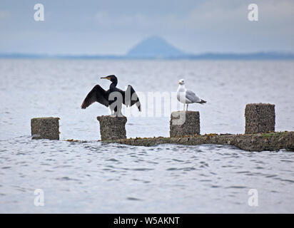 La plage de Portobello, Édimbourg, Écosse, Royaume-Uni. 27 juillet, 2019. Shag, d'oiseaux (Phalacrocorax aristotelis) avec ailes déployées juste après les fortes pluies de la nuit. La structure de Shag et Cormorant et plumes diminue la flottabilité et l'anhinga facilite ainsi la poursuite sous l'eau des poissons. D'où leur plumage n'est pas hydrofuge, mais mouillable.' 'il a été suggéré que la fonction de la propagation dans ces postures de droite les oiseaux est de sécher les ailes après humidification. Credit : Arch White/Alamy Live News Banque D'Images