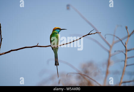 Green bee-eater Merops orientalis, Daroji, sanctuaire de l'Ours, Hampi, Karnataka, Inde Banque D'Images