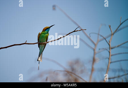 Green bee-eater Merops orientalis, Daroji, sanctuaire de l'Ours, Hampi, Karnataka, Inde Banque D'Images