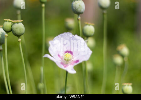 Fleurs lilas en fleurs de pavot sur l'arrière-plan de têtes de pavot Banque D'Images