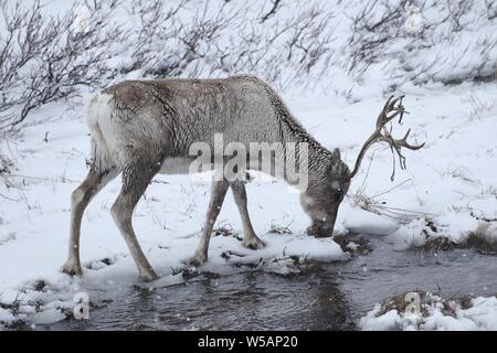 Le renne (Rangifer tarandus) de nourriture dans la neige, hiver, haut plateau du Hardanger Vitta, Norvège Banque D'Images