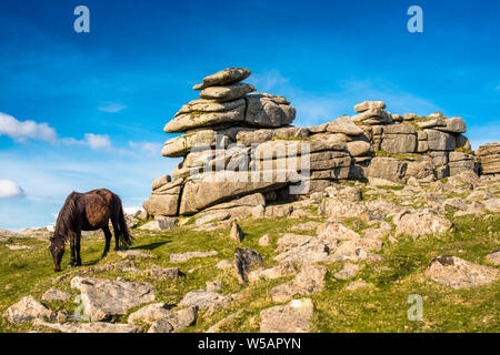 Poney Dartmoor en face de Grand Tor discontinues, Devon, England, England, UK. Banque D'Images